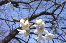 神田川の桜